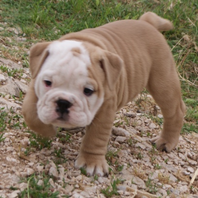 English Bulldog - male BROWN SUGAR 